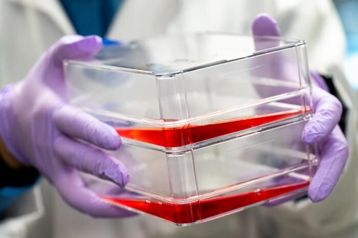 New production method could cut the cost of cultivated meat