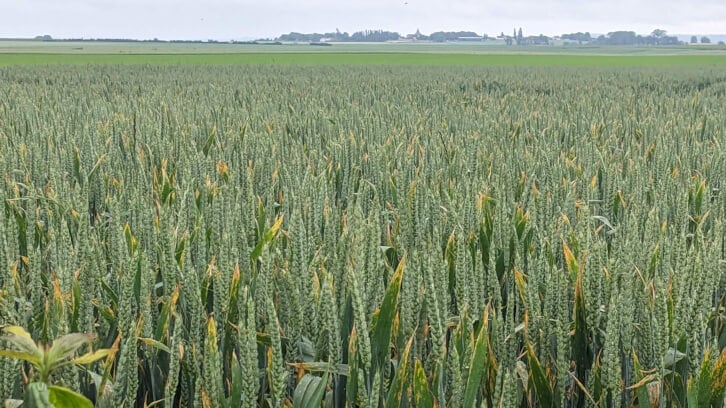 wheat_2-optimized.jpg