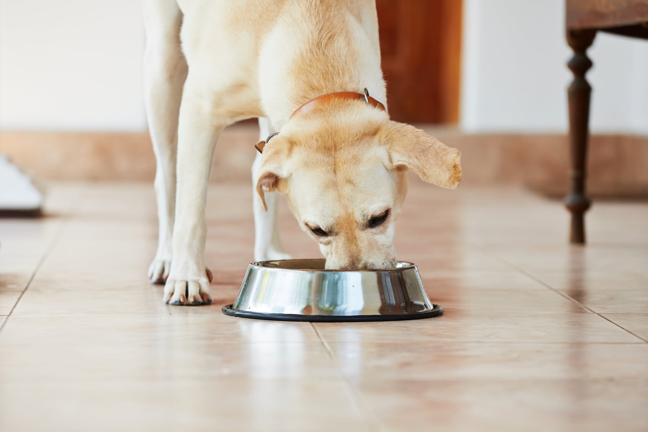 UK pet producer snaps up competition