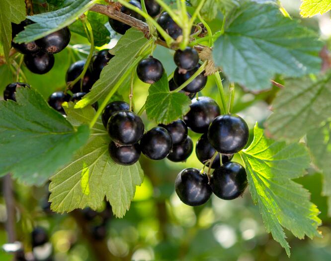 Ribena blackcurrant growers fear stilted growth