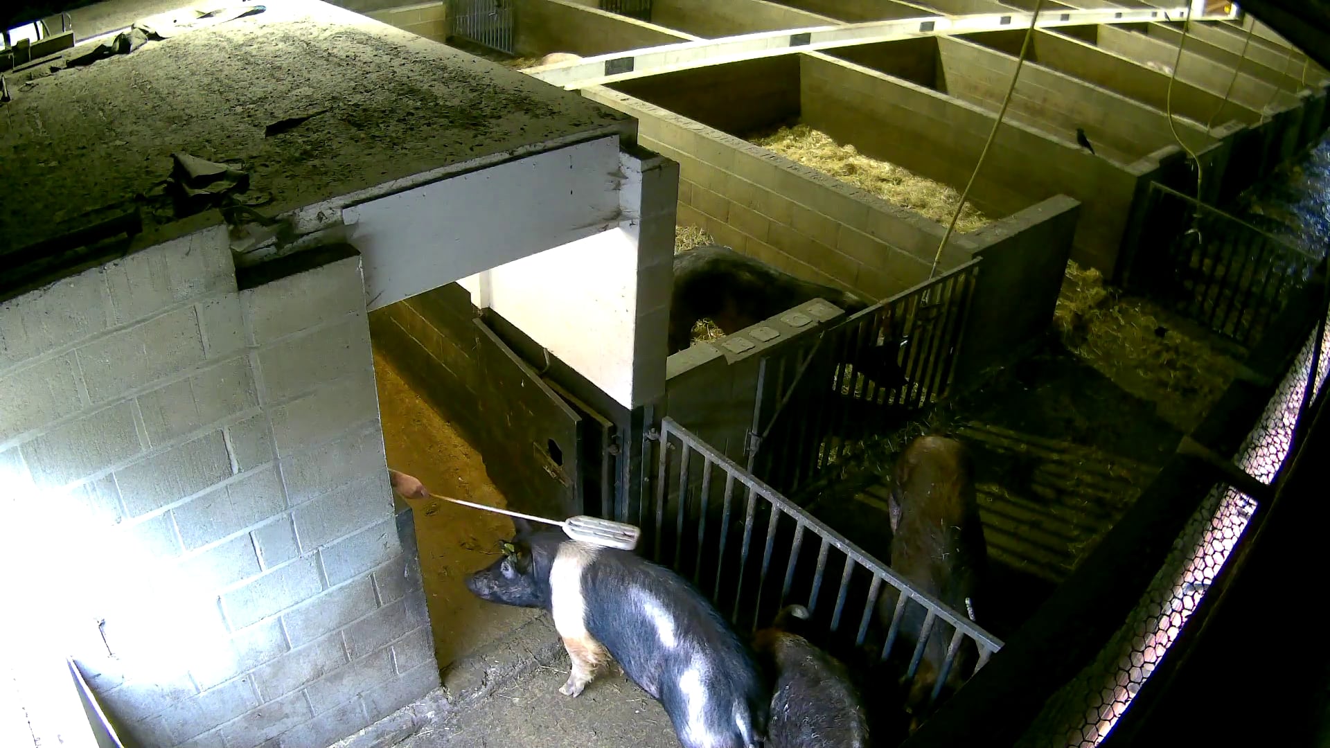 Animal cruelty exposed on UK boar stud farm