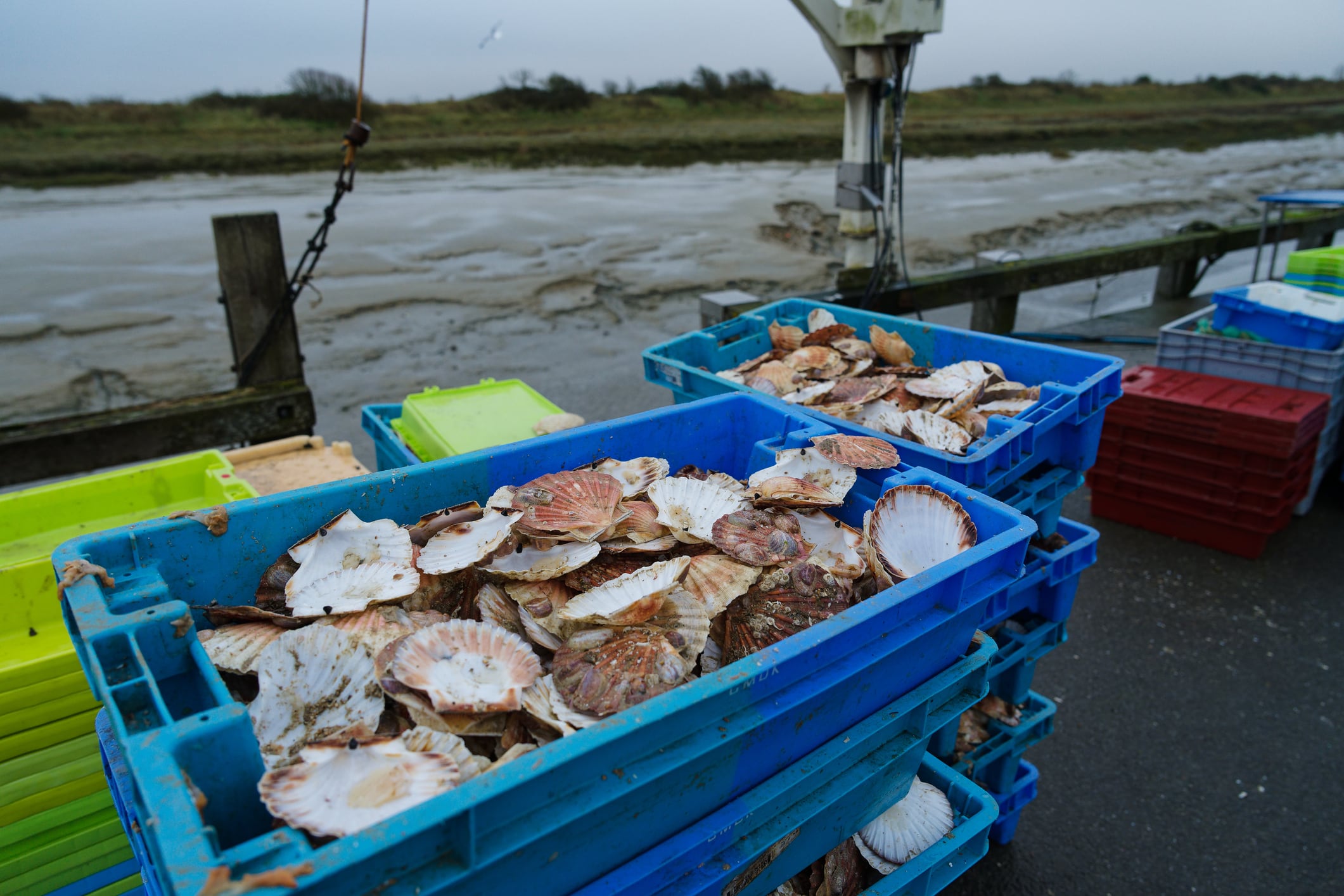 Shellfish harvesting