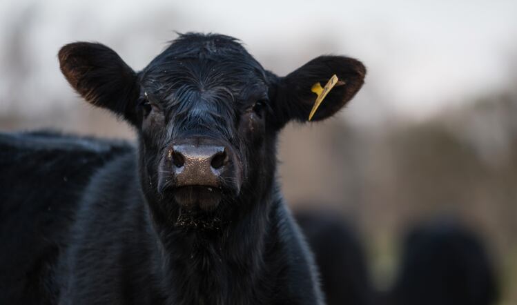 BMPA hits back at meat production critics