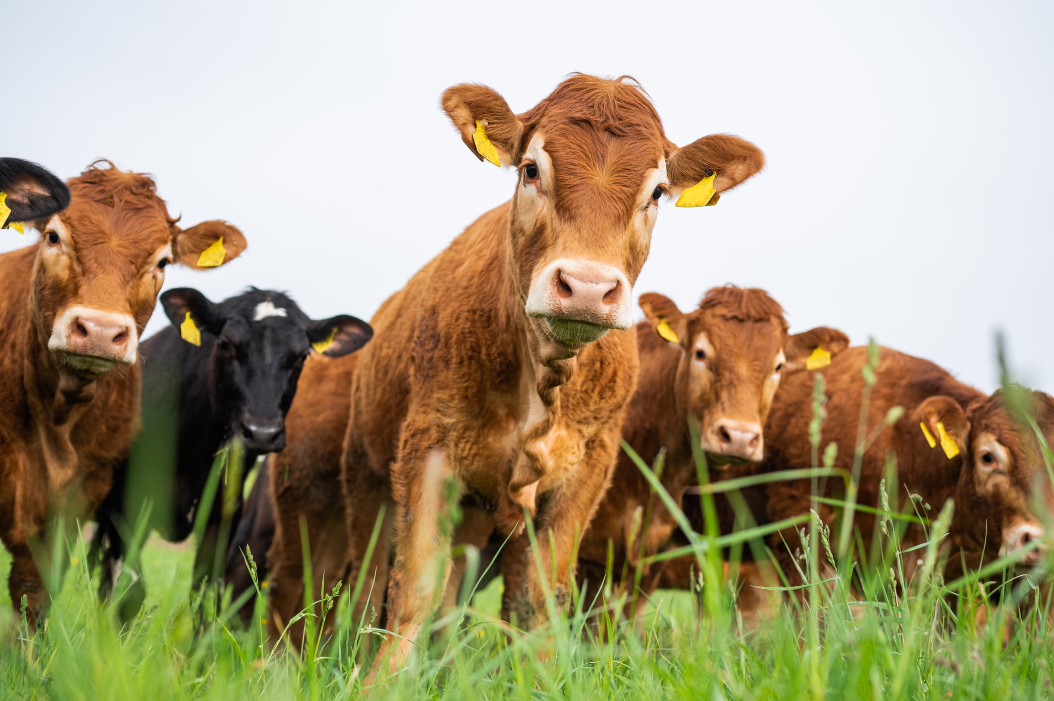 UK bans livestock imports from Germany amidst foot and mouth outbreak