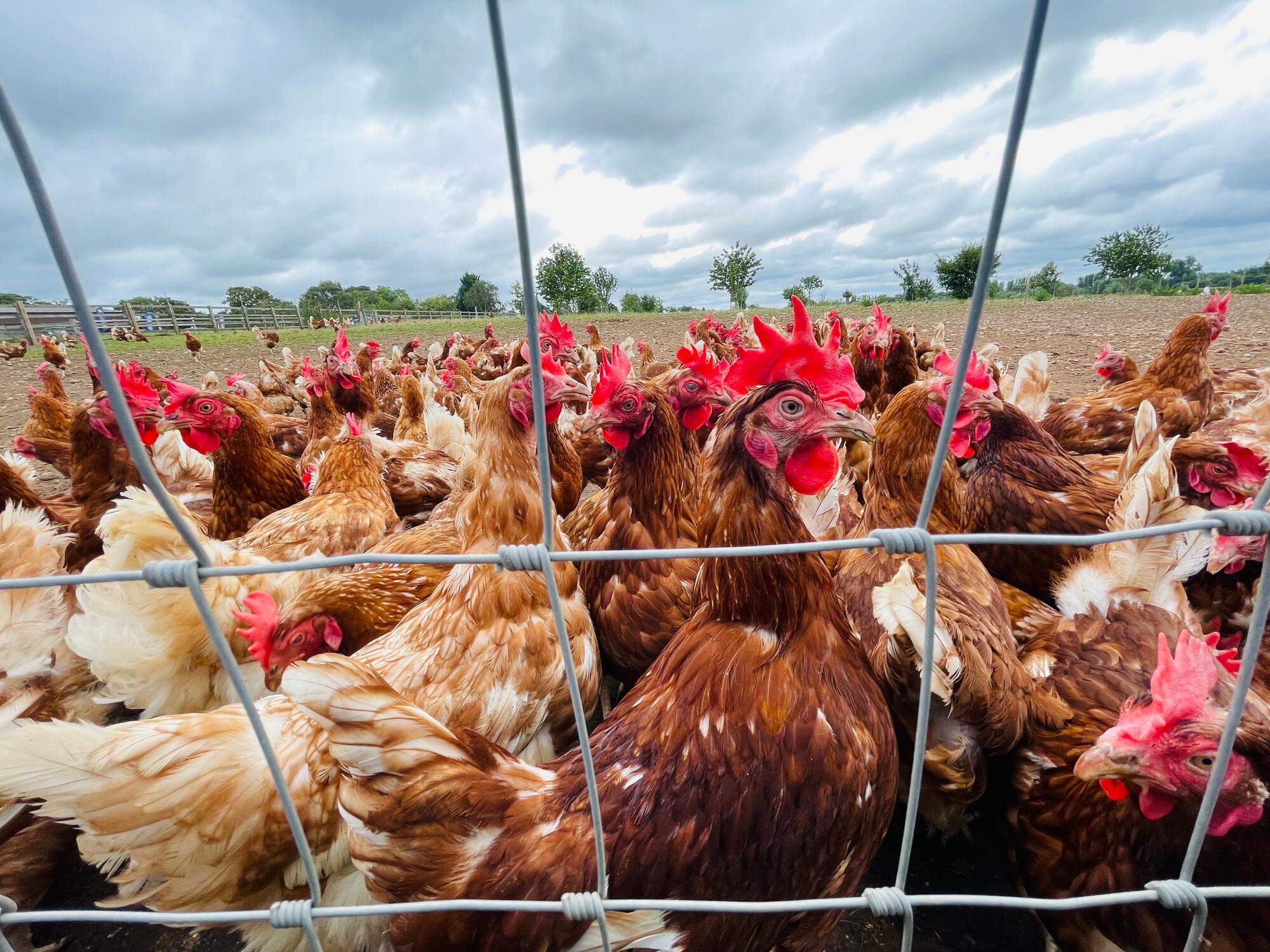 Co-op warns UK food resilience under threat as meat imports rise dramatically