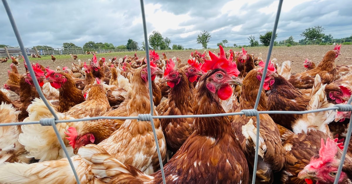 Co-op has cautioned against the UK's reliance on imported meat, instead ...