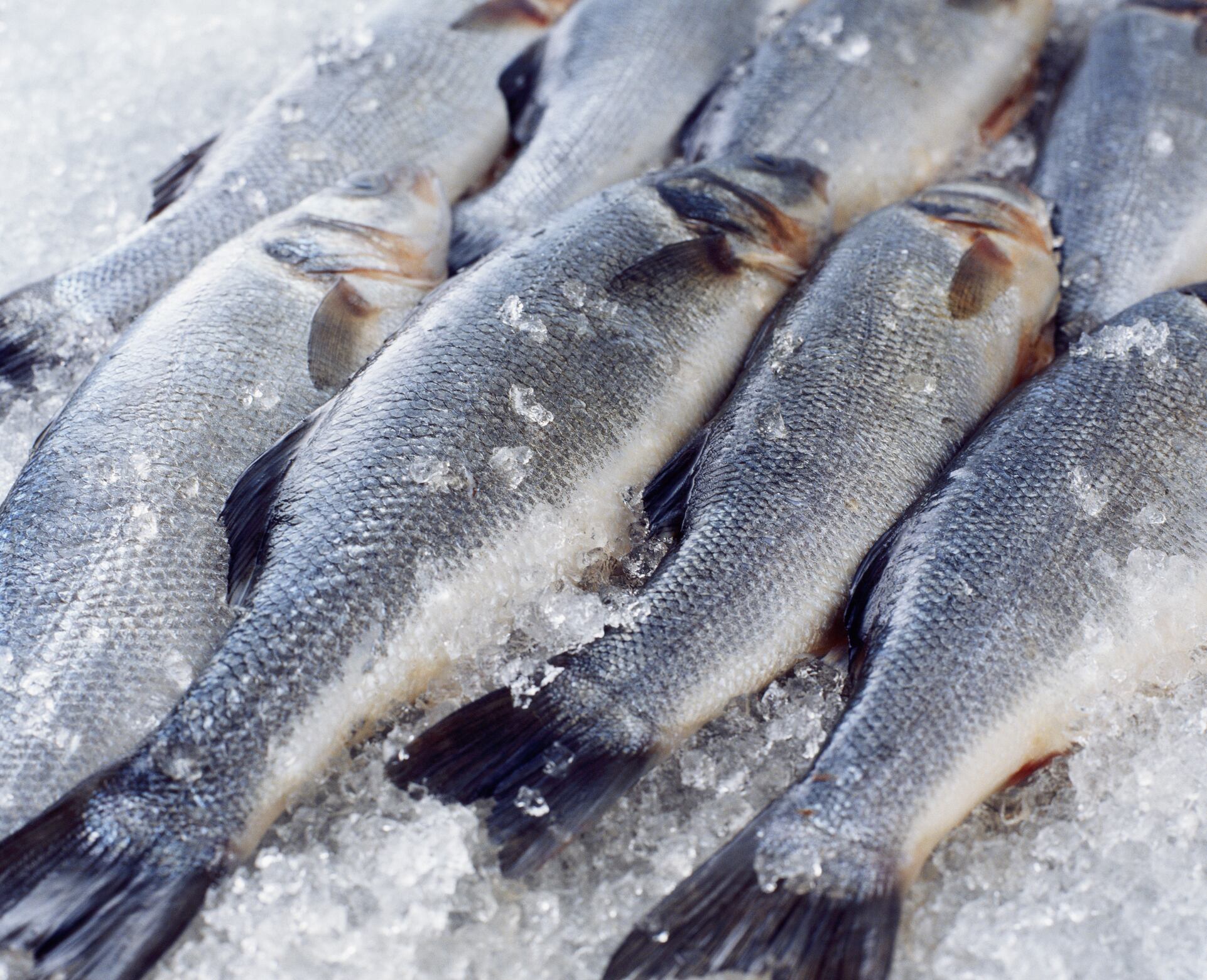 Fish farms driving environmental destruction and food insecurity, report finds