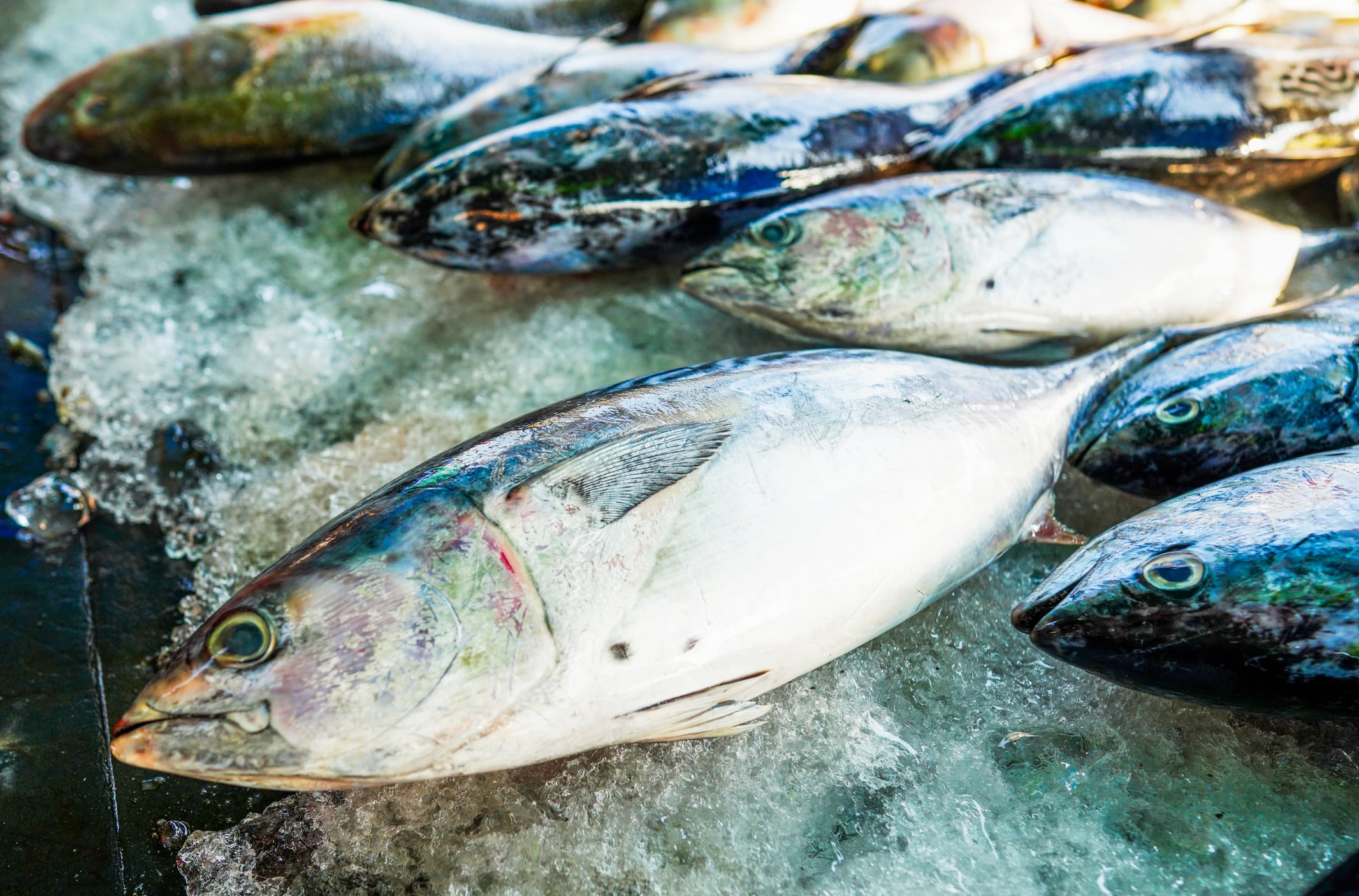 Fish in a market