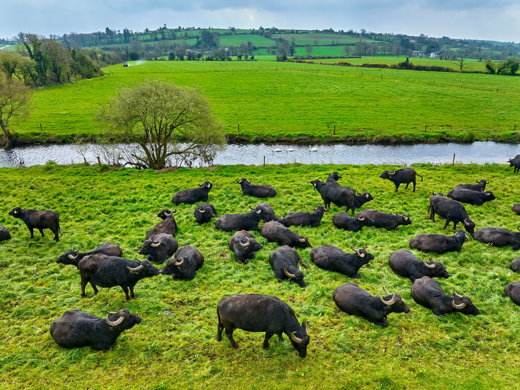 Irish buffalo cheese firm issues urgent recall due to Listeria