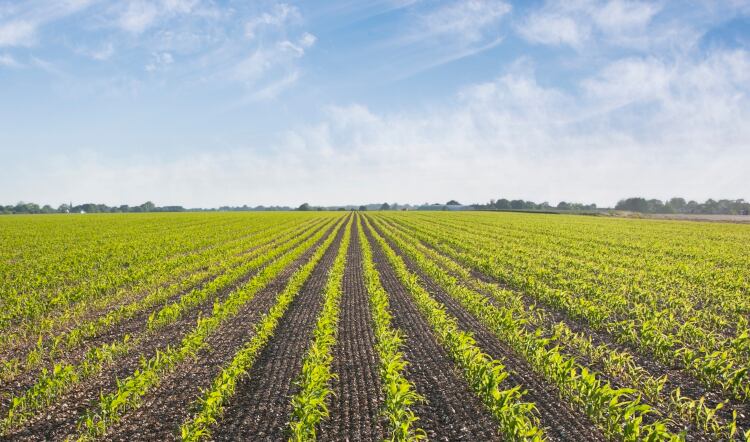 Food manufacturers launch regenerative agriculture projects