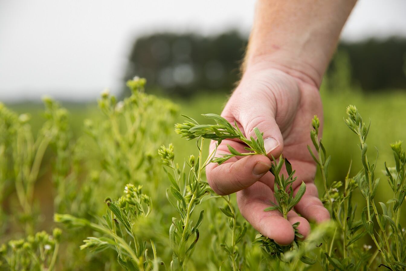 Stevia range from PureCircle wins EFSA approval