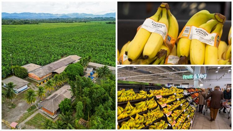 Sainsbury’s paying premium for bananas