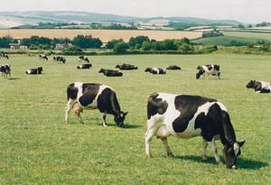 Investor cashes in on Meadow Foods growth