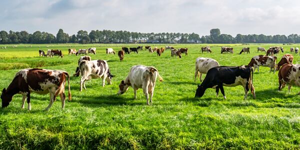 Dairy-farm-600x300-Pic-2.jpg
