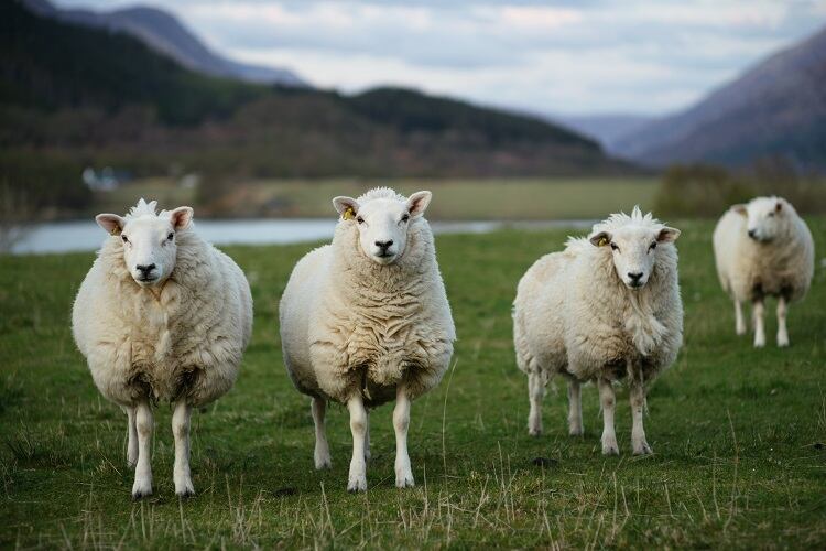 Sheep production on the rise in 2025