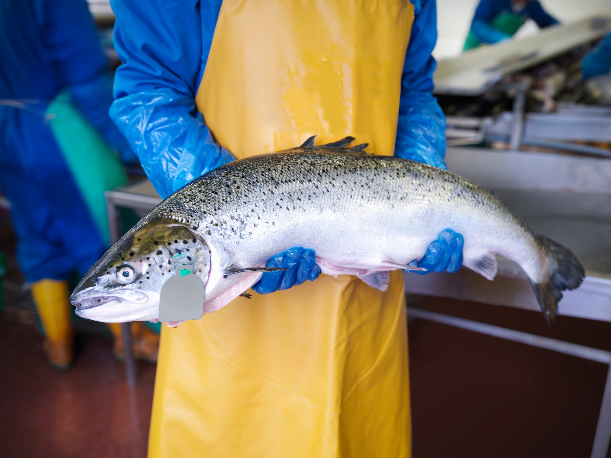 Brexit has cost UK £100m in lost salmon sales
