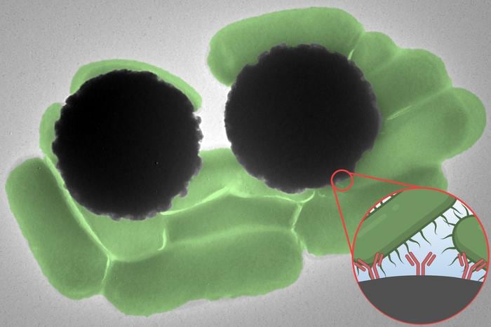 Microscopic magnetic beads offer quick method for detecting pathogens