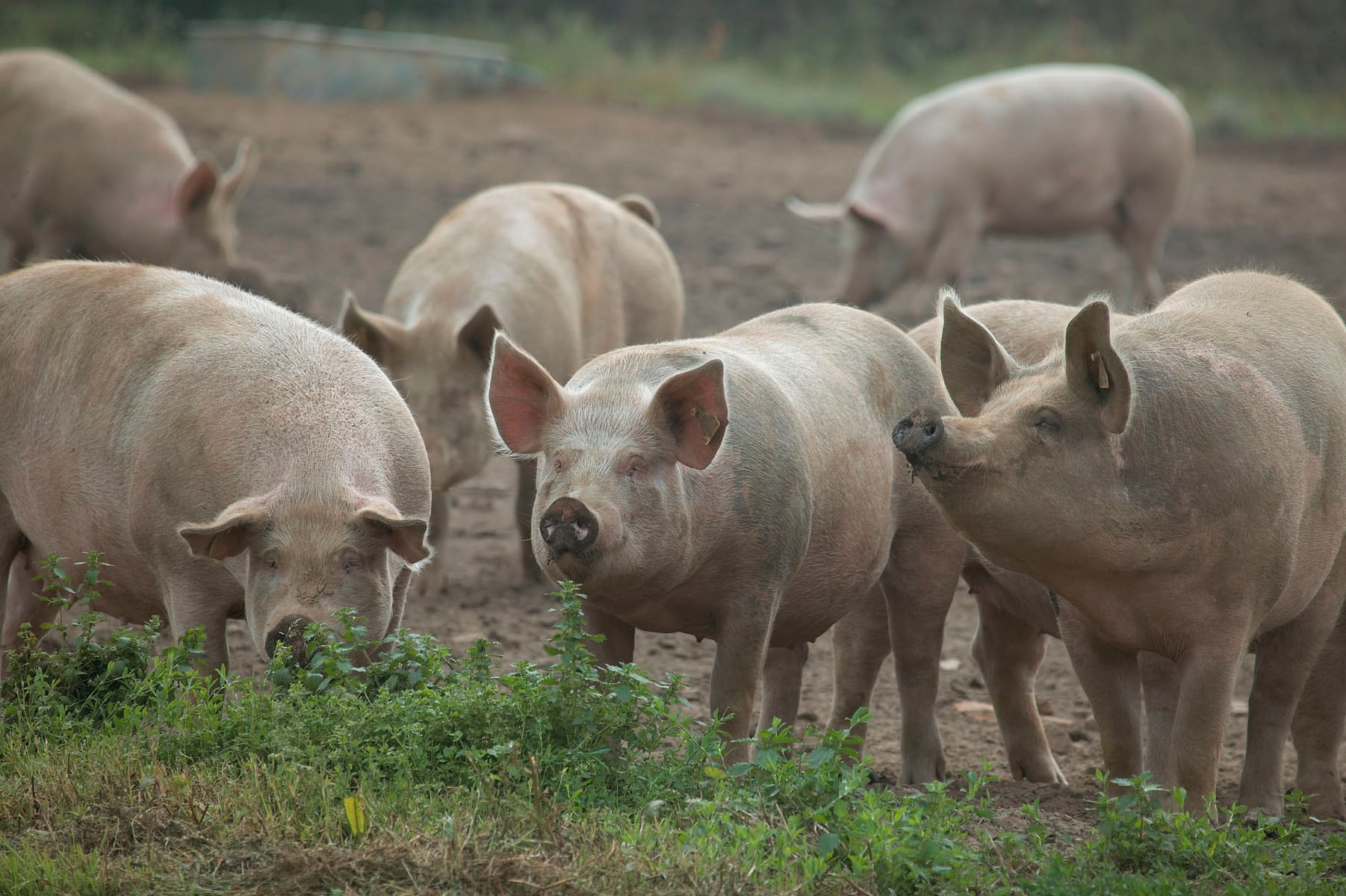 Temporary abattoir visas fail to address wider issues
