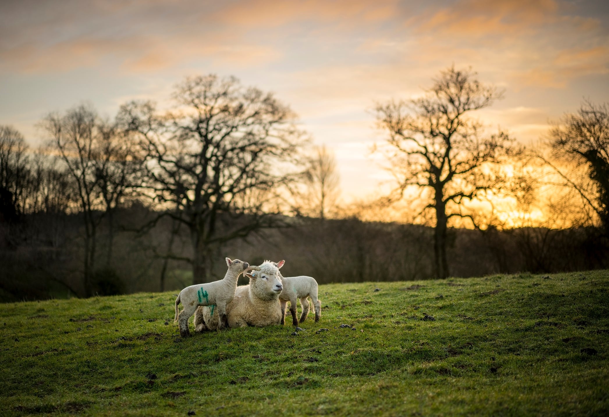 Sheep