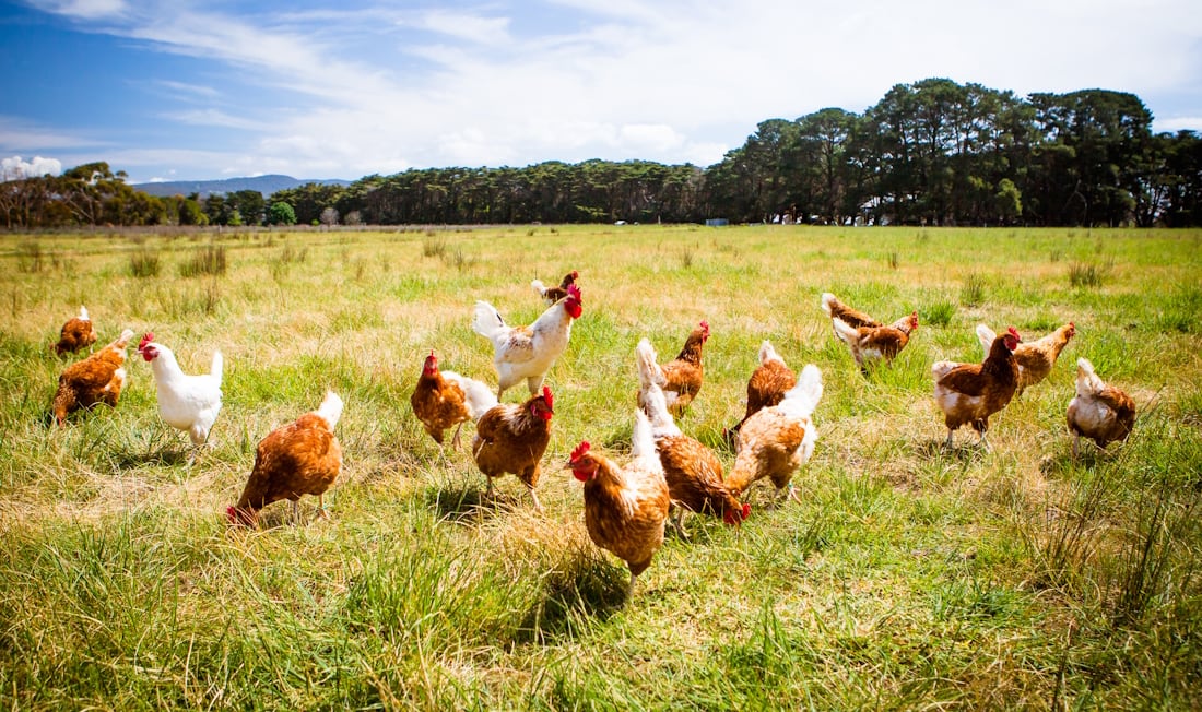 Industry body calls for shake up of livestock feed rules