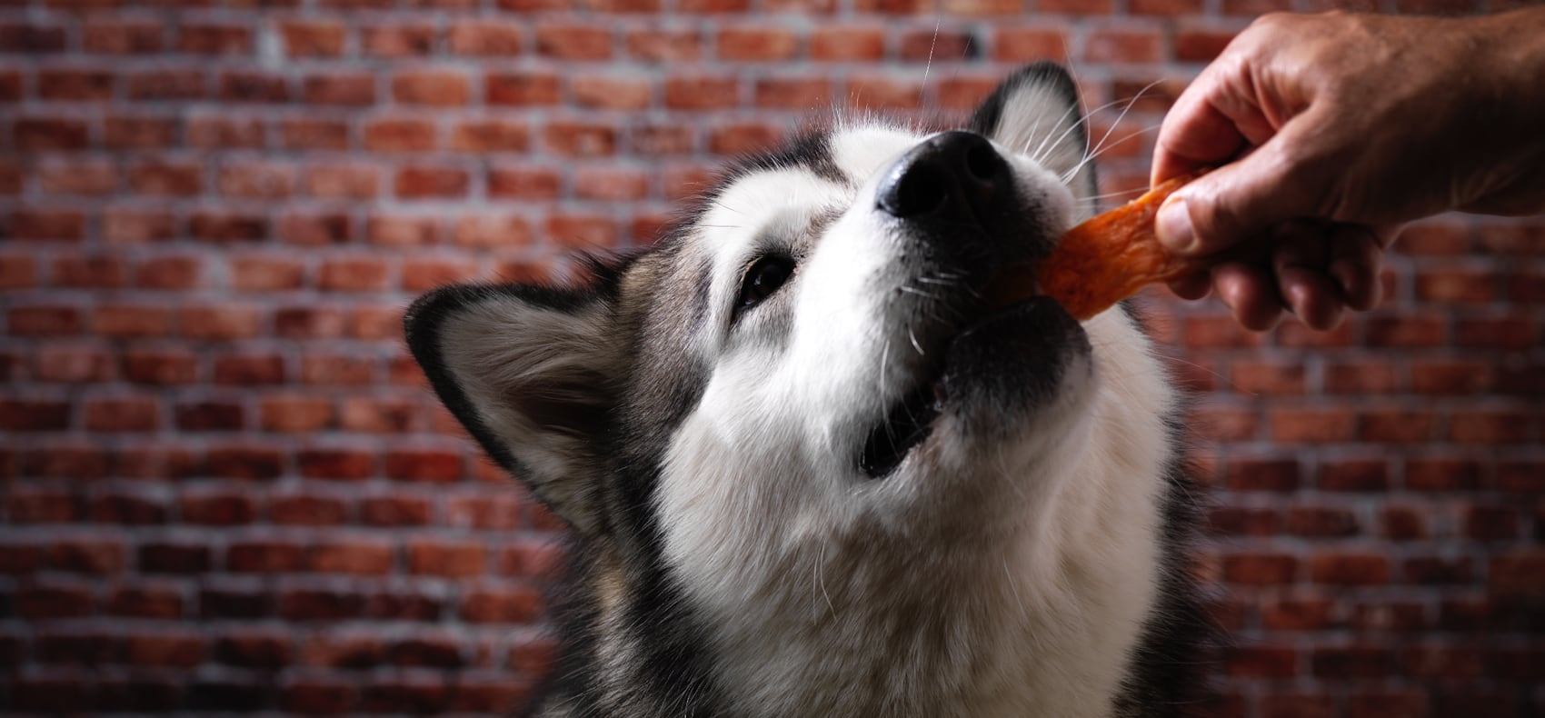 Handtmann - pet snacks