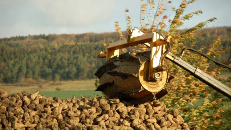 Sugar prices up more than 40%, with further rises expected