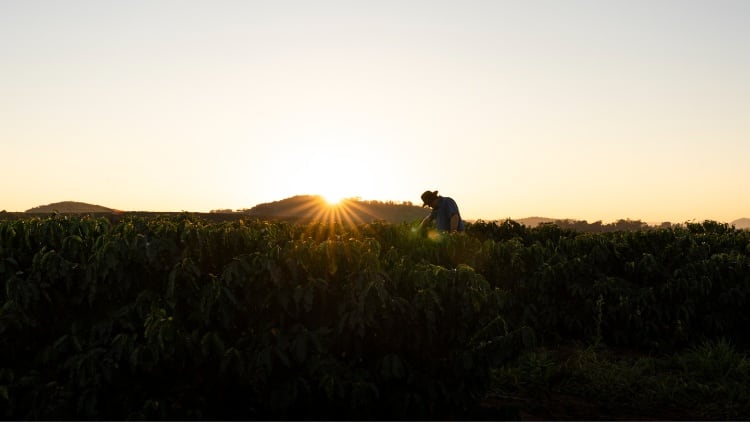 Rainforest Alliance announces new regenerative agriculture certification for coffee
