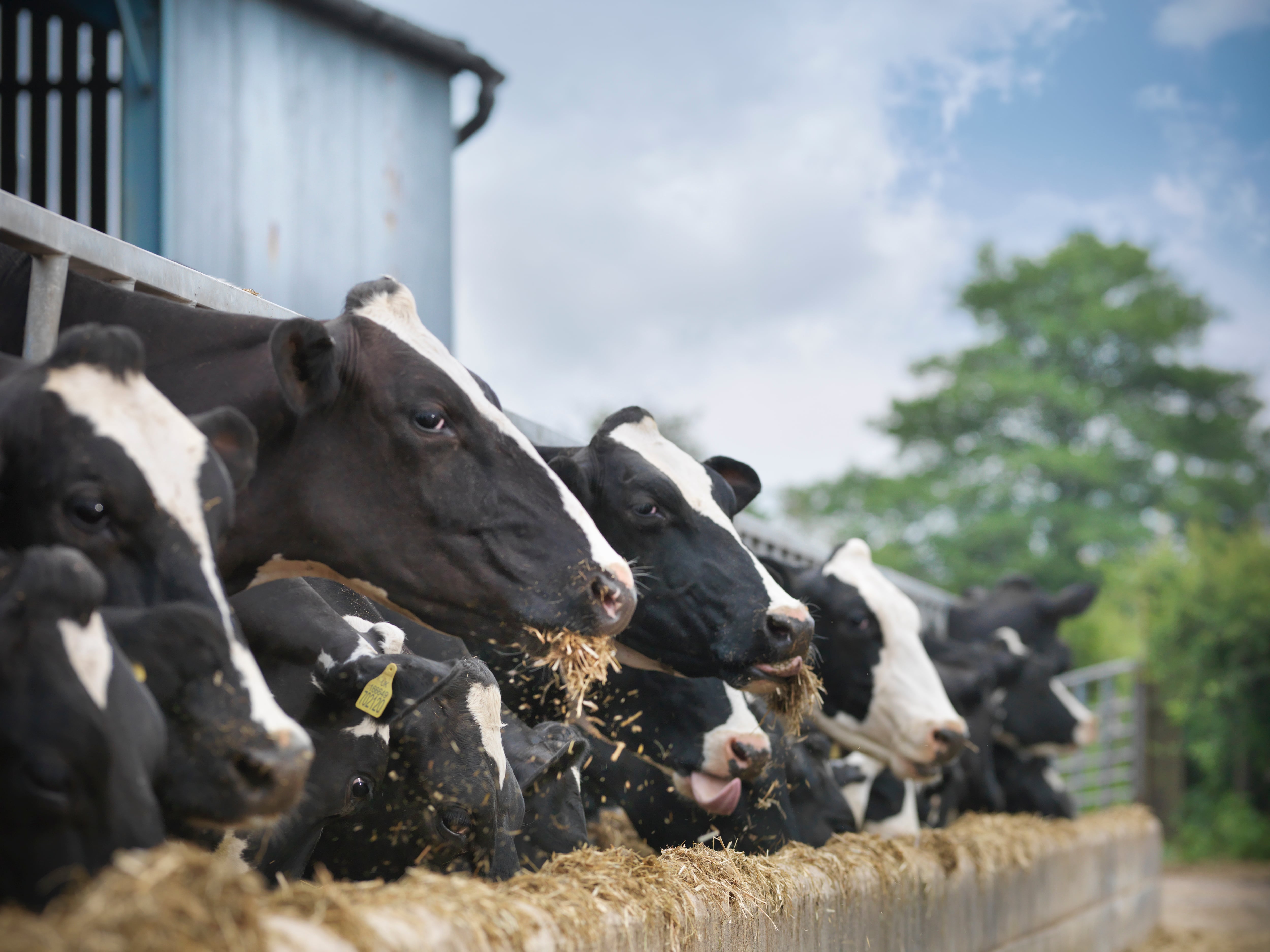 Arla is the fifth largest dairy company in the world.