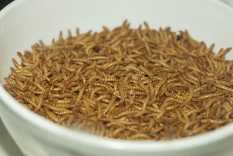 EFSA gives provisional approval for lesser mealworm for human consumption