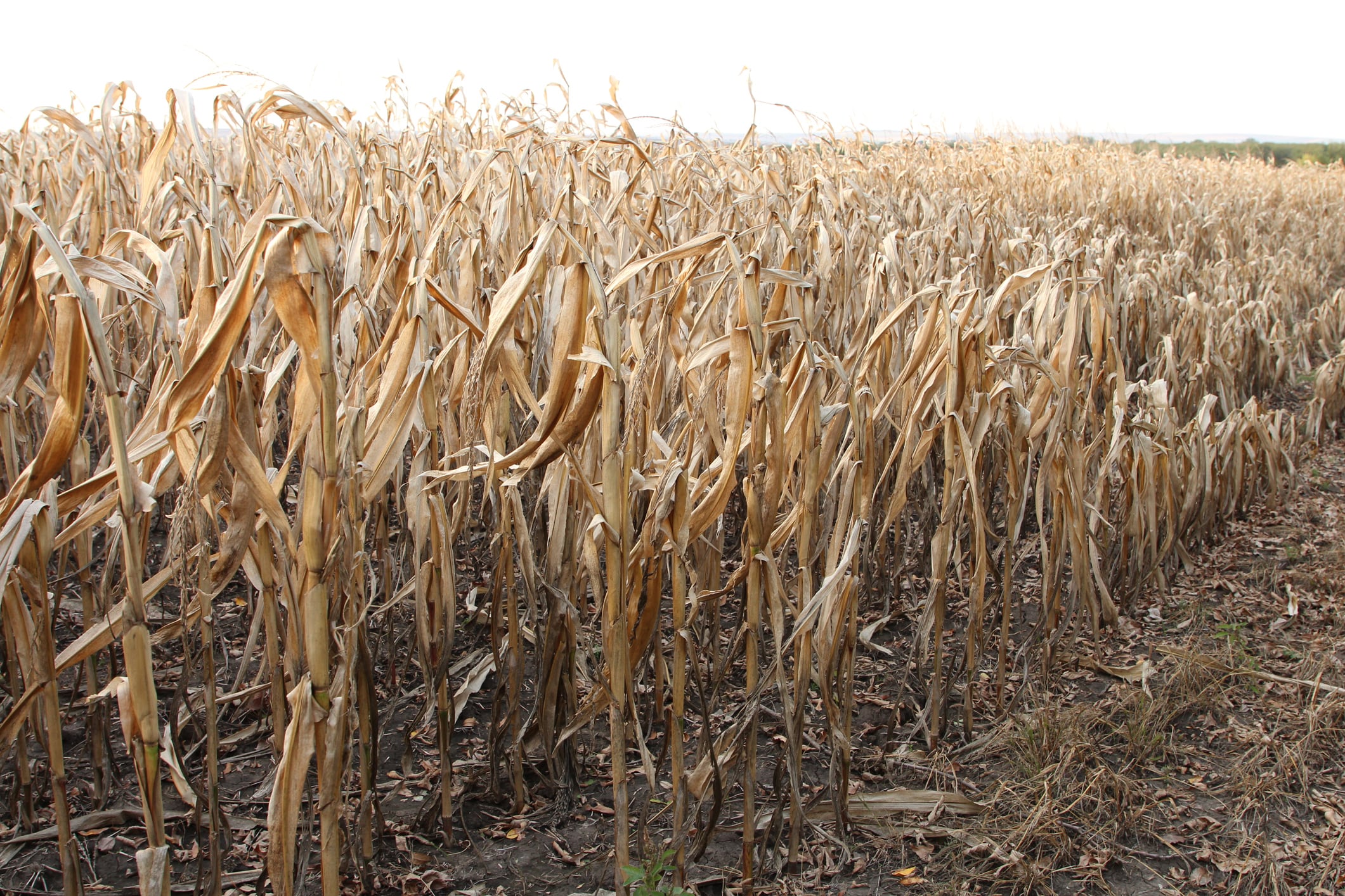 A field of wheat. Grass. Outdoor. Plant. Standing. Field