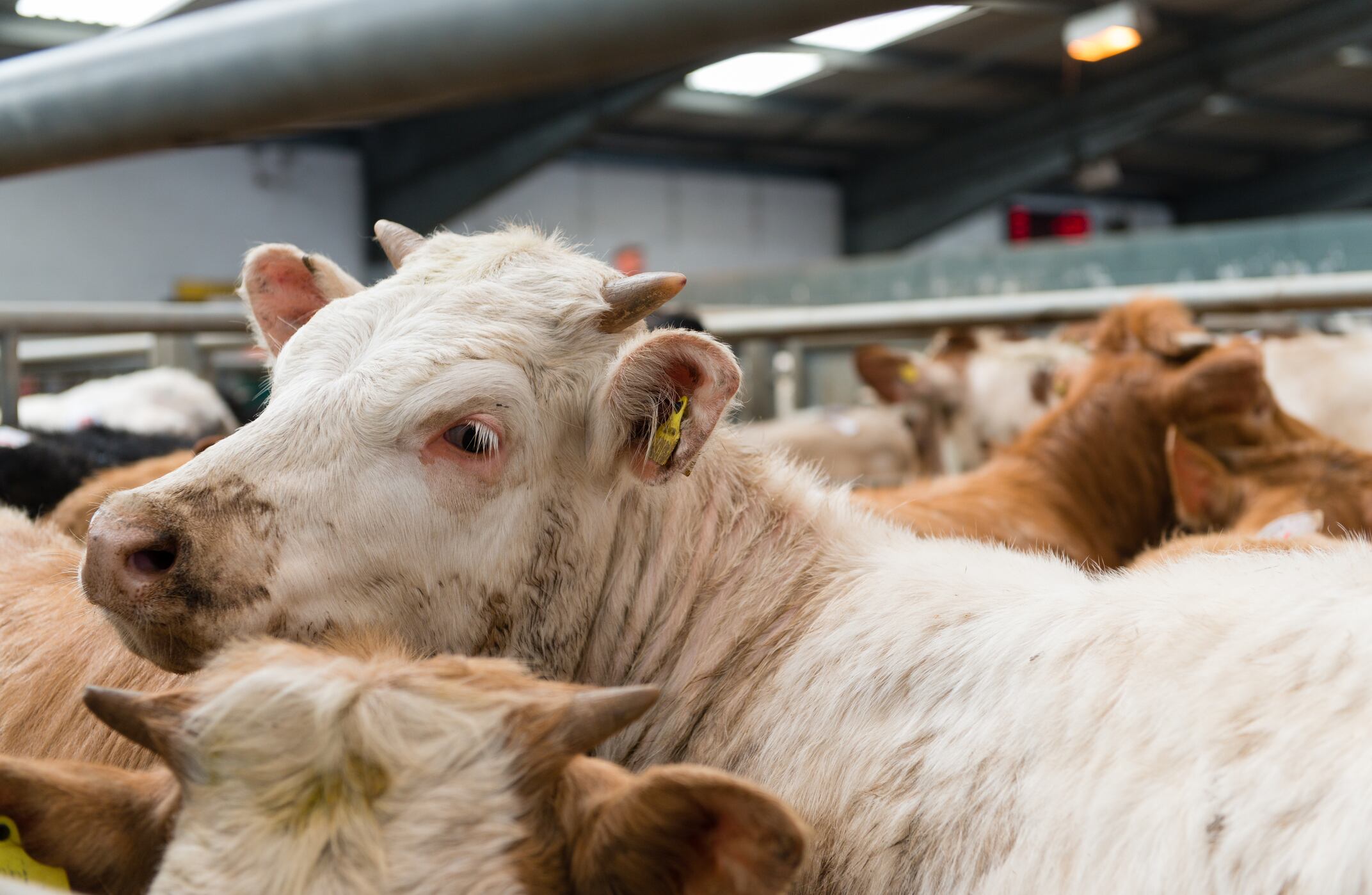 Tightening supplies highlight export opportunities for beef 