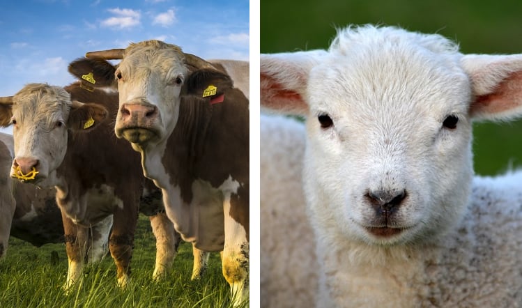 PFLA: UK most suited for meat production