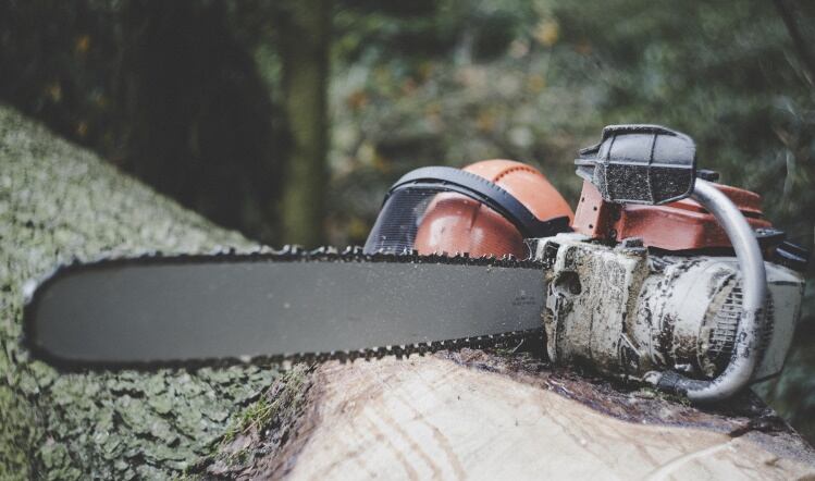 Calls to eliminate deforestation from the food chain 