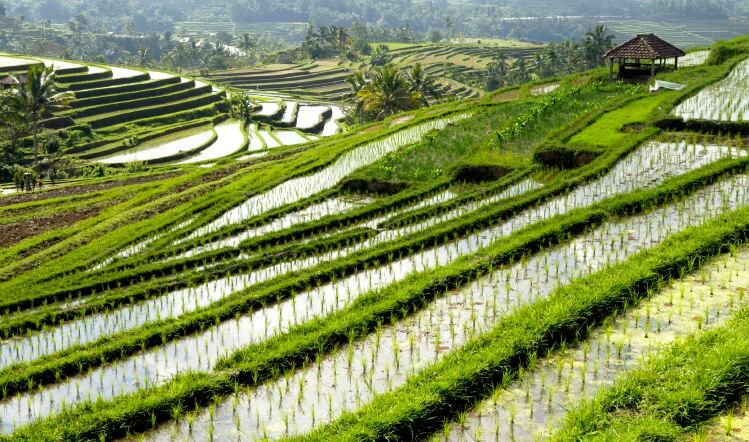 Sushi rice prices set to explode