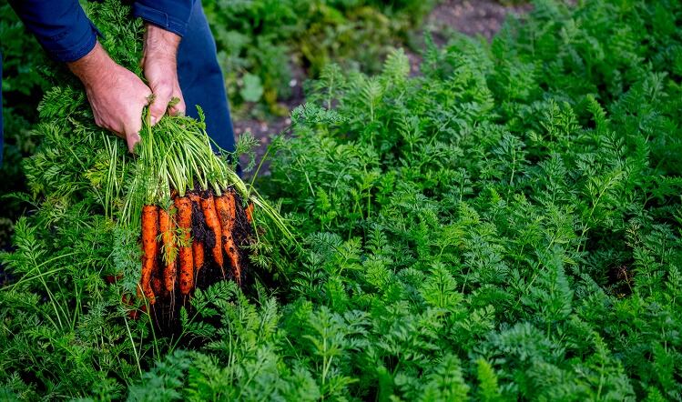 Tesco boss calls for Government to support green investment