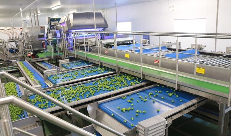 Vegetable processor installs sprout sorting line