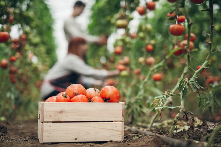 Food sector lacking commitment to regenerative agriculture practices 