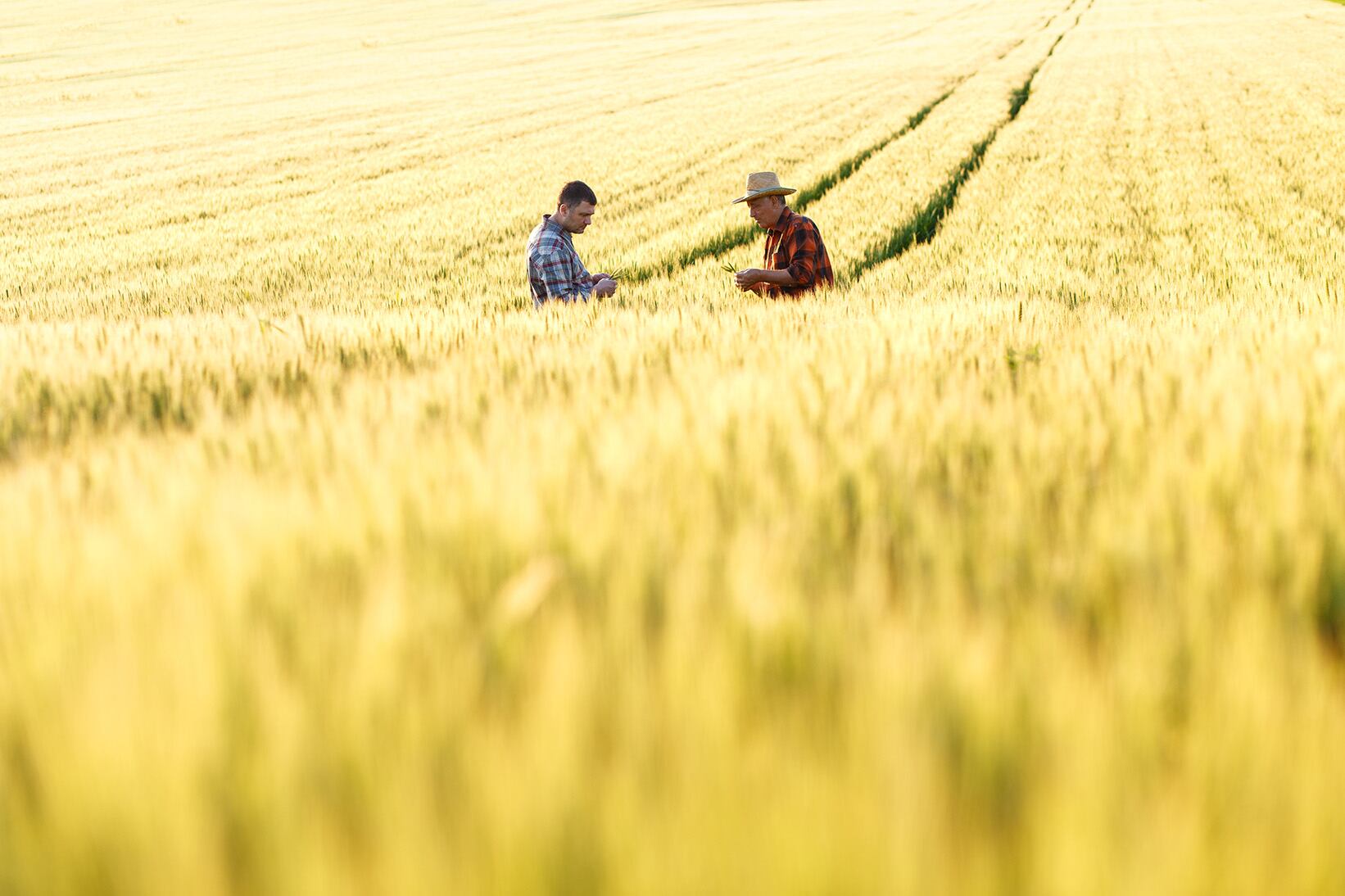 Two-farmers-in-a-field-examining-wheat-crop-GettyImages-628368384.jpg