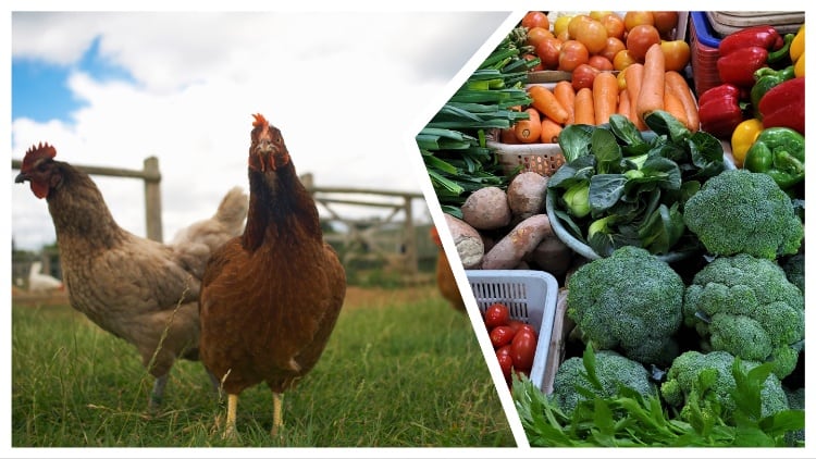 Poultry and horticulture key to UK economic growth, says IGD