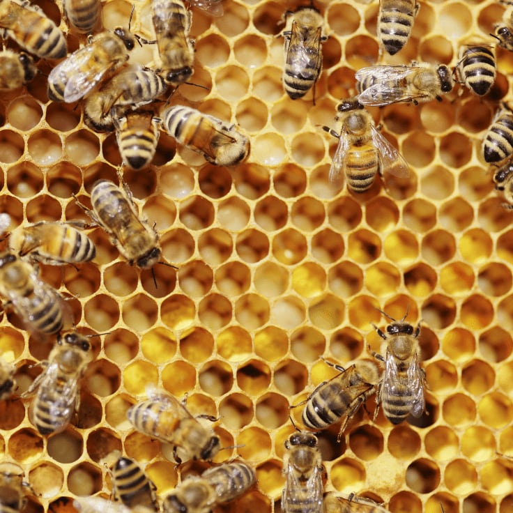 Hilltop Honey co-founder and owner: 'It’s either the honey or the bees'