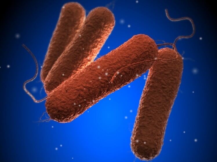 Salmonella outbreak: potential link to raw materials  