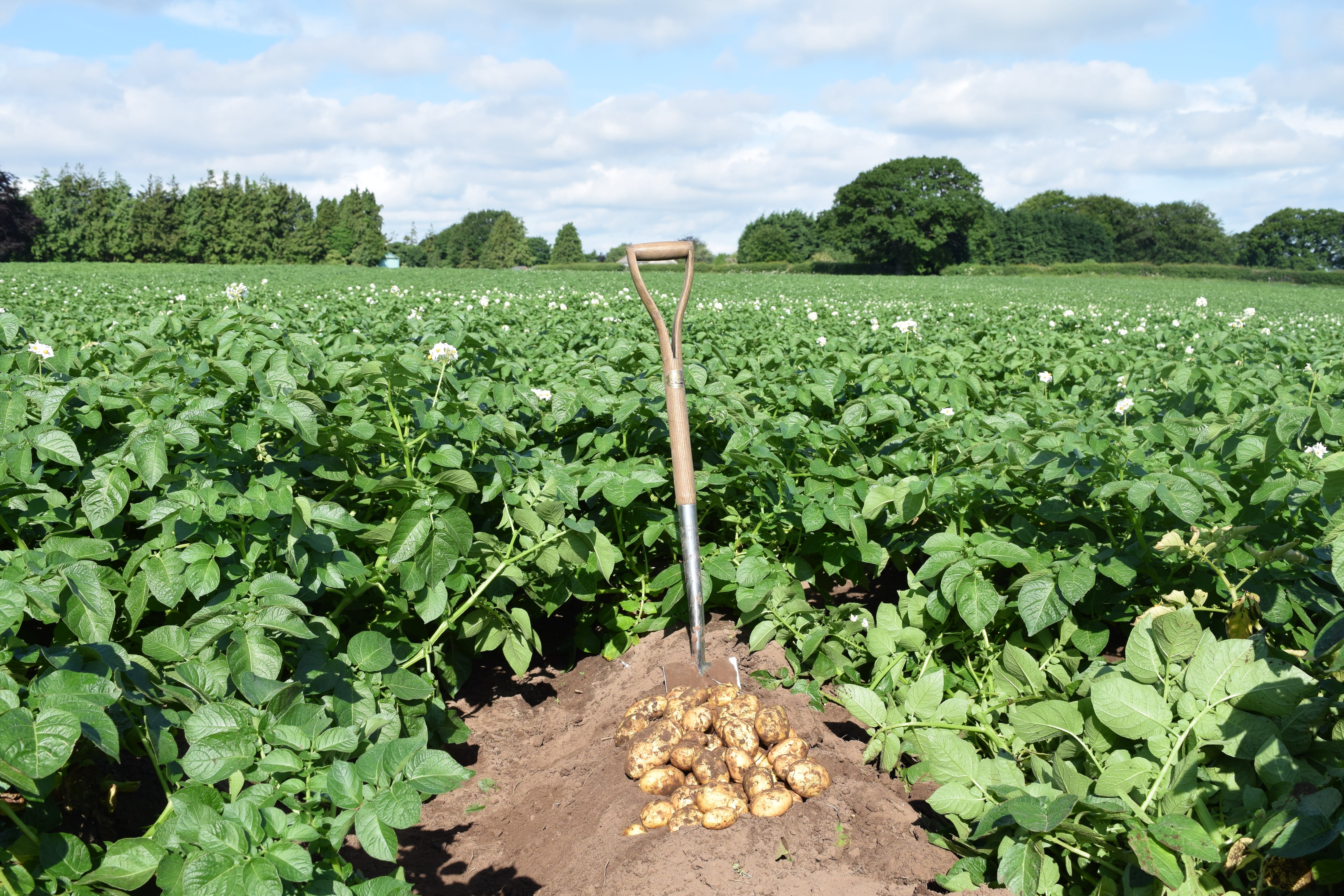 Potatoes