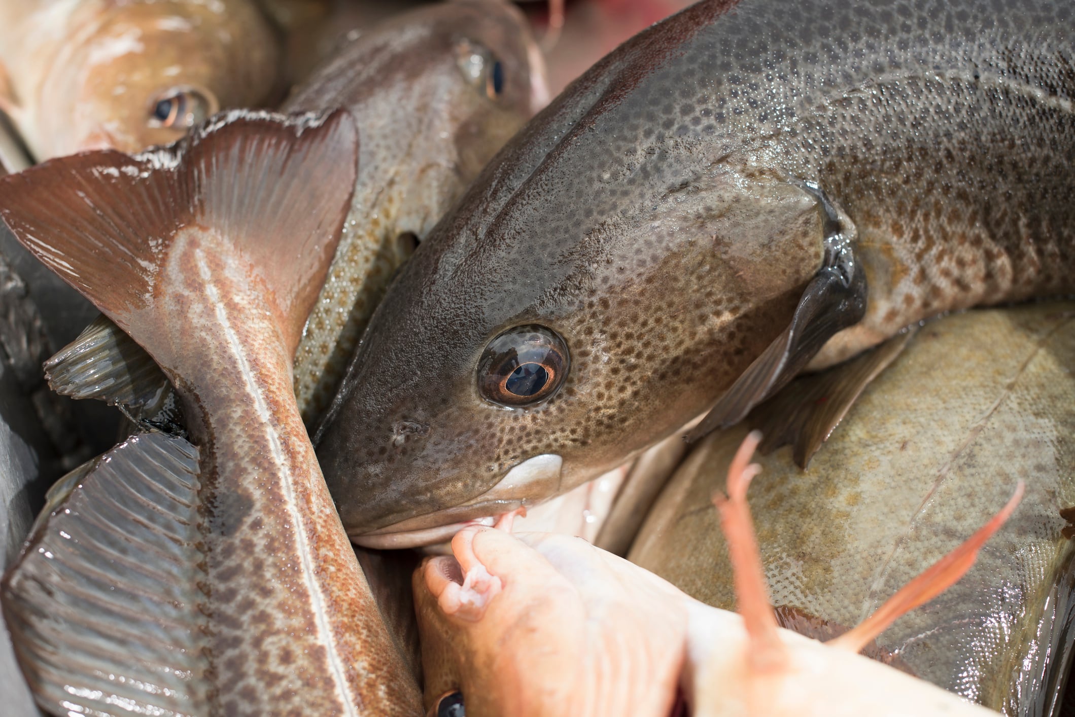 UK Government agrees North Sea fishing deal worth £310m