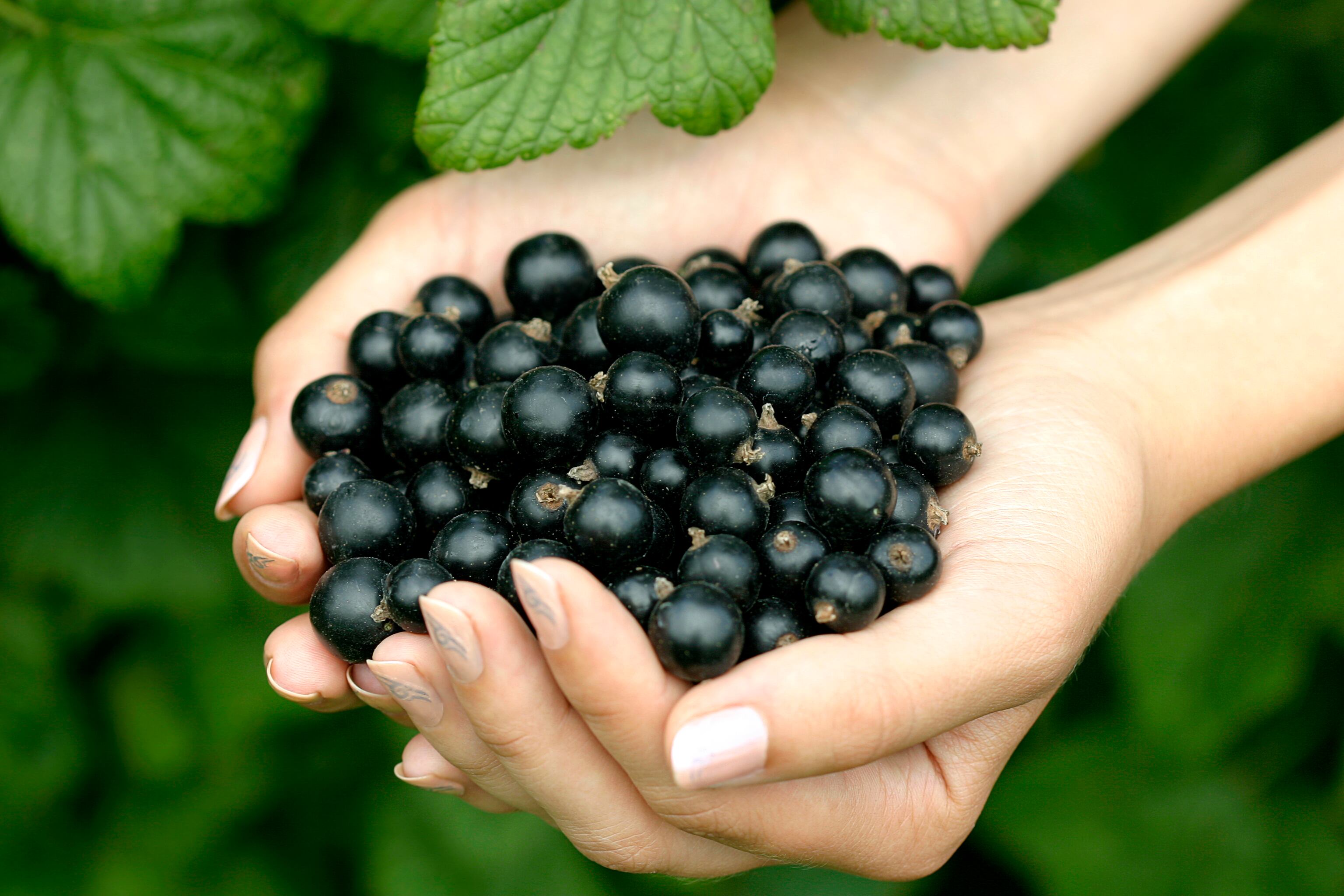 Blackcurrants.