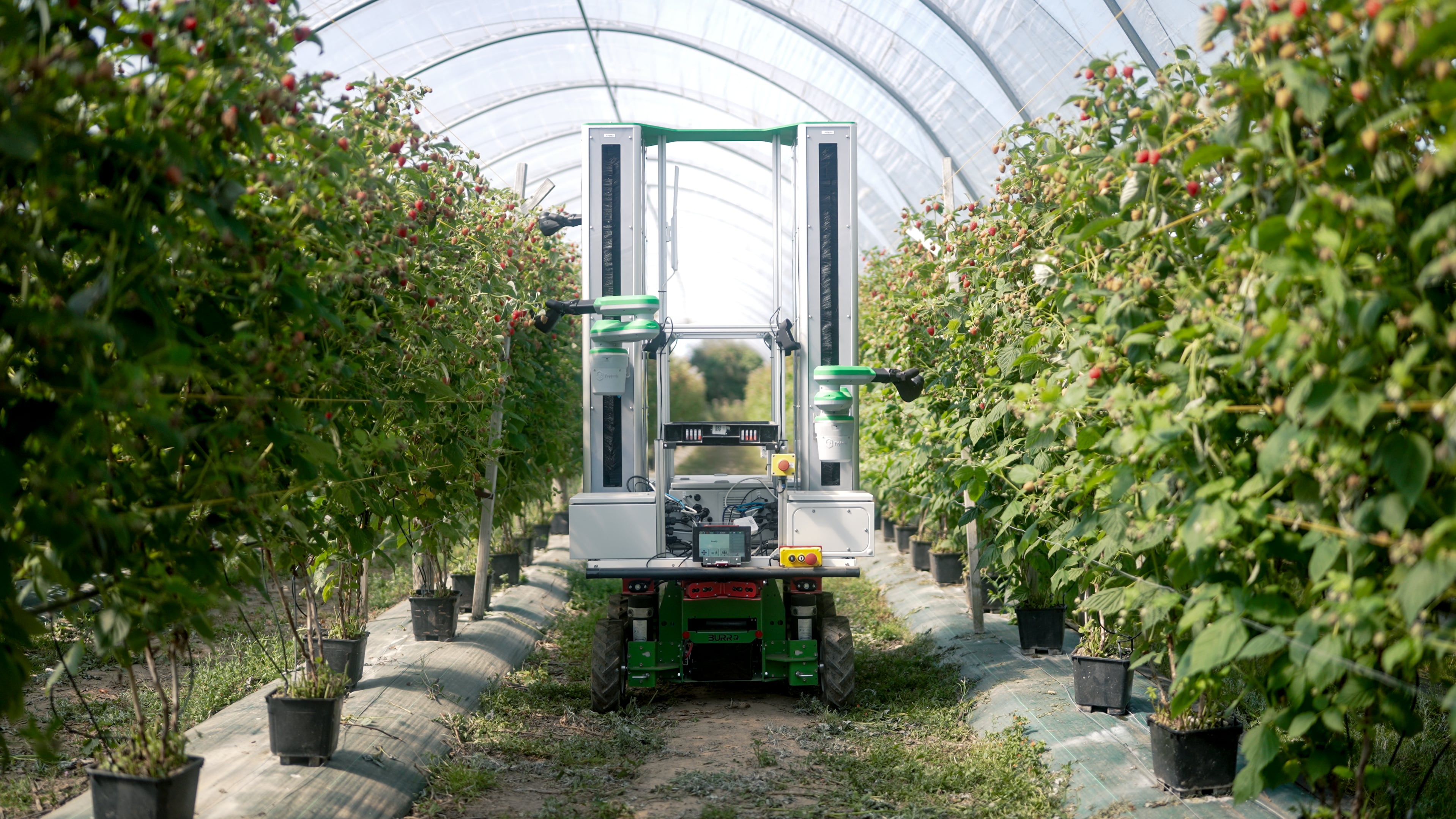Strawberry robot picker