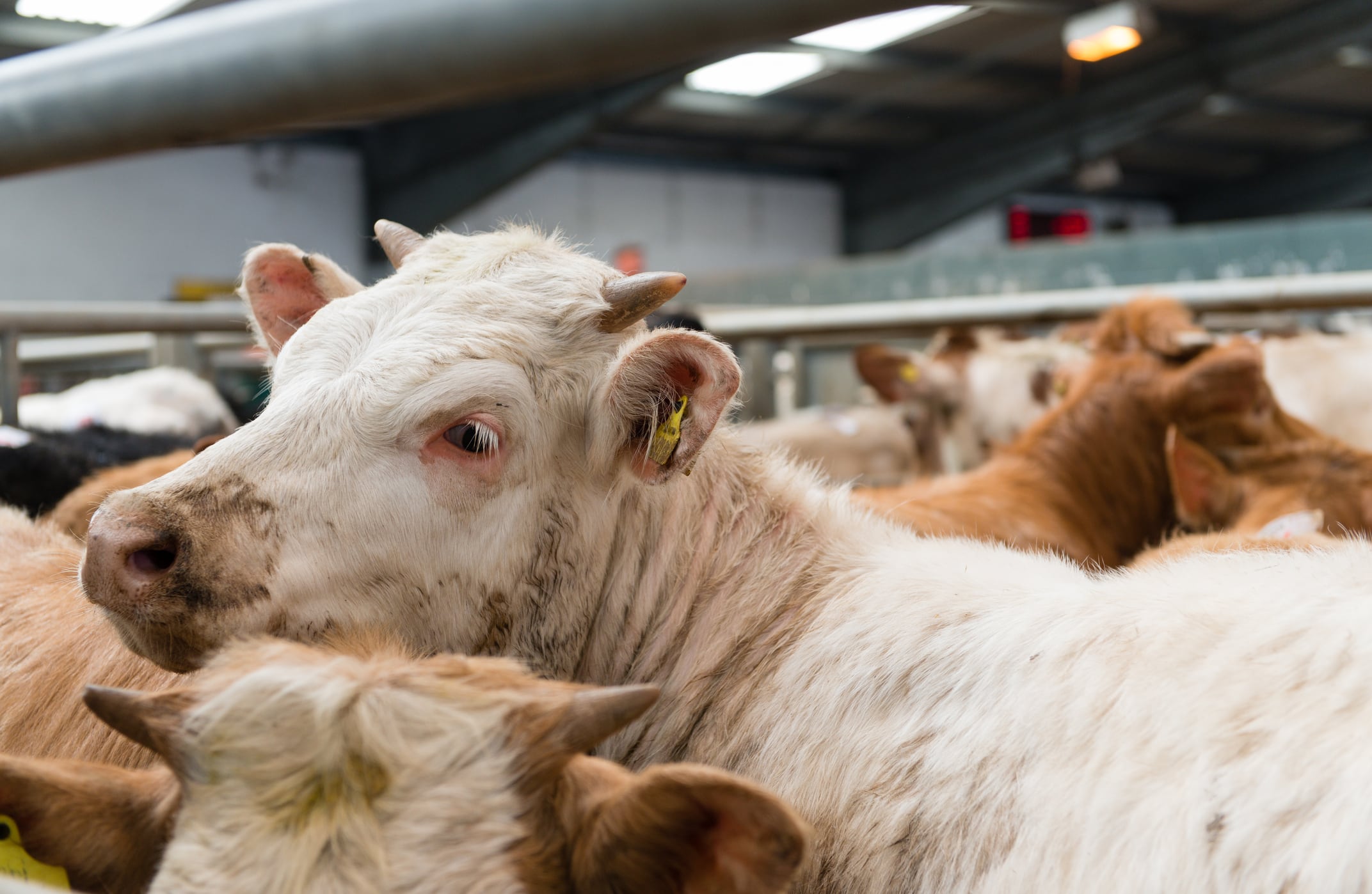Small abattoirs put at risk by potential change in regulations