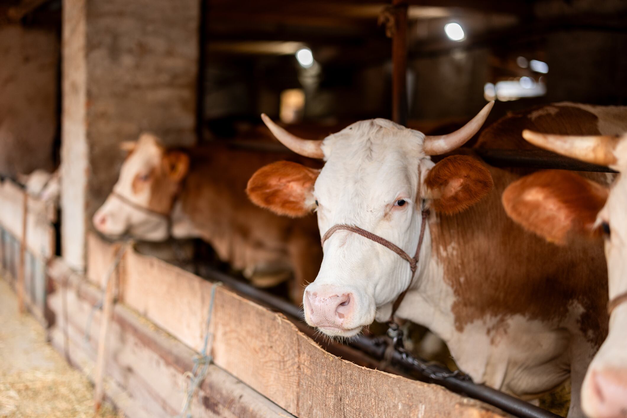 ‘Pervasive misinformation’ misleading consumers about farming standards in the UK