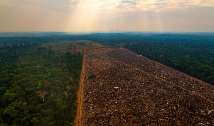 Food manufacturers join coalition to fight deforestation