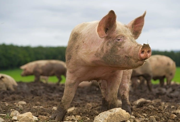 UK moves closer to pork exports to Mexico