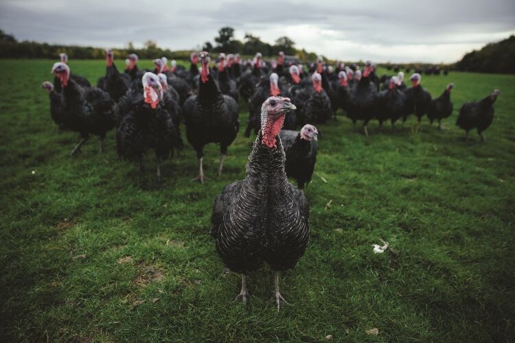 Kelly Turkeys moves into charcuterie sector